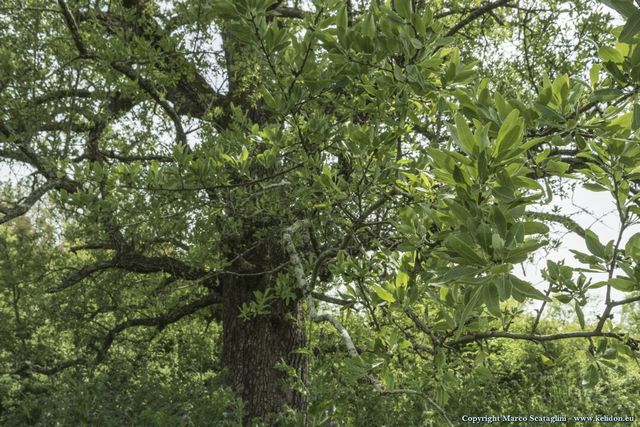 Albero che non riesco a determinare